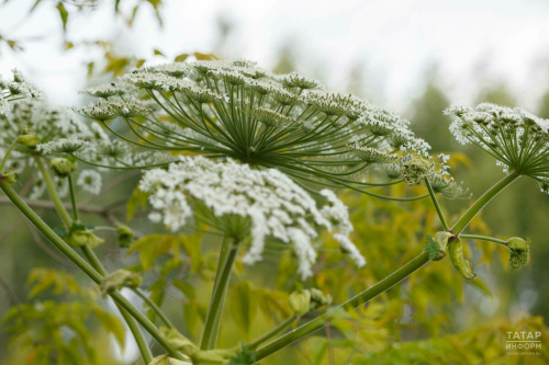 Быел Биектау районында балтырганга каршы көрәшкә 14,4 миллион сум акча сарыф ителәчәк