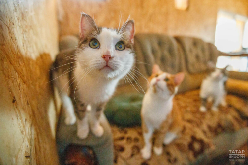 Татарстанда фатирда яшәүче йорт хайваннары санын чикләргә тәкъдим иттеләр