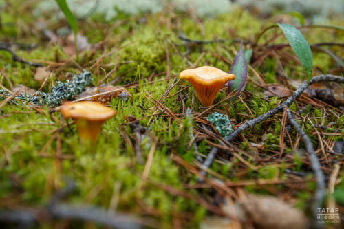 Белгеч: Быел май җылы һәм яңгырлы булса, гөмбә уңышы мул булачак