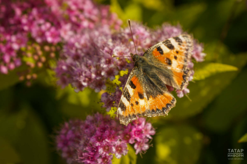 Гидрометеорология үзәге Татарстанда апрель-сентябрь айларына һава торышын фаразлады