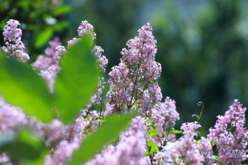 Юрист 30 апрель һәм 8 май кыскартылган эш көннәре булачагын искәртте