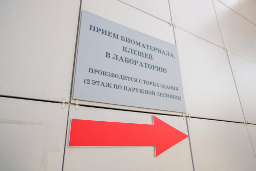 Татарстанда сезон башыннан бирле беренче тапкыр талпан боррелиозы очраклары ачыкланган