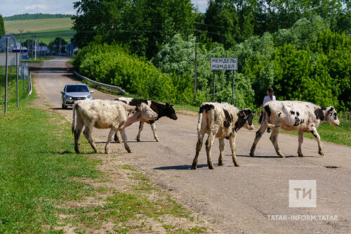 Юртыш авылында ферма маллары кеше бакчаларында йөри - фоторепортаж