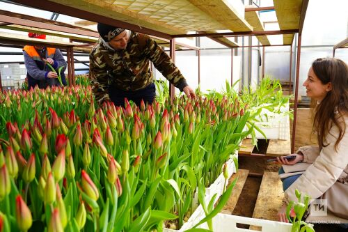 Лалә чәчәкләре үстерүче Гаяз Нуриев гаиләсе белән очрашудан фоторепортаж