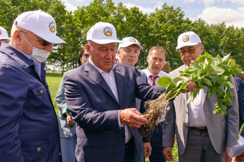 Лаеш районы Нармонка агрофирмасы басулары белән танышудан фоторепортаж