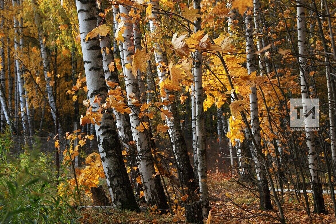 "Урман клубы" табигатьне өйрәнергә чакыра