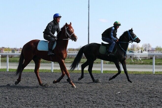 Әлмәттә “Татнефть” компаниясе кубогына ат спорты буенча ярыш финалы уза