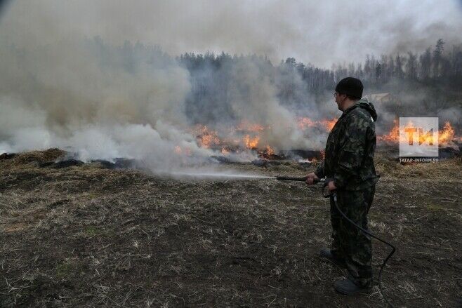 Башкортстанда 9 га мәйданда урман яна