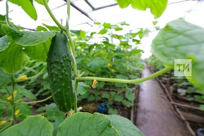Төркия компаниясе Татарстанда 12 млн долларга теплица төзергә әзер
