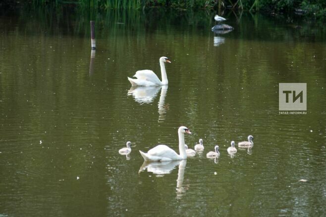 Әлмәттә аккошны коткардылар