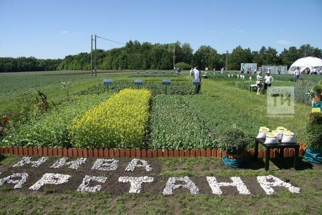 “Татарстанда кыр көне”ндә фермерларга һәм кооперативларга сертификатлар тапшырылды