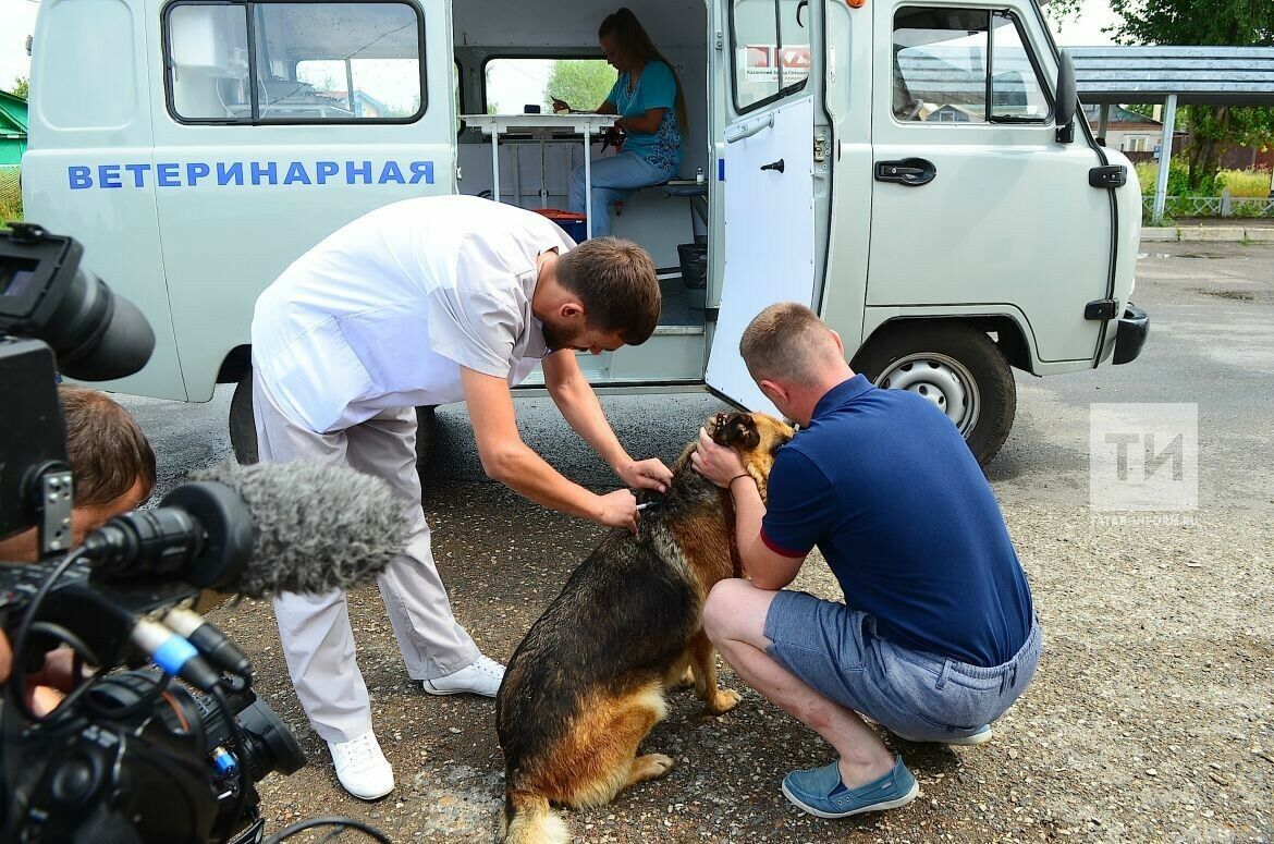 Ветеринарлар Нагорный бистәсендә эт һәм песиләргә котыру чиренә каршы прививка ясады