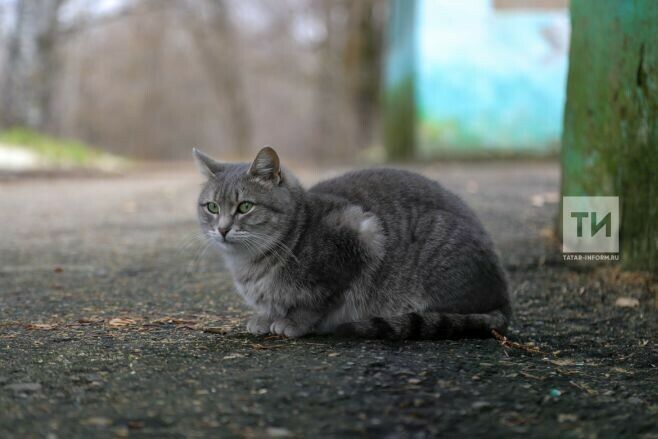 Әлмәт шәһәре хакимияте урамда яшәүче эт һәм песиләр белән көрәшкә 494 000 сум бирәчәк