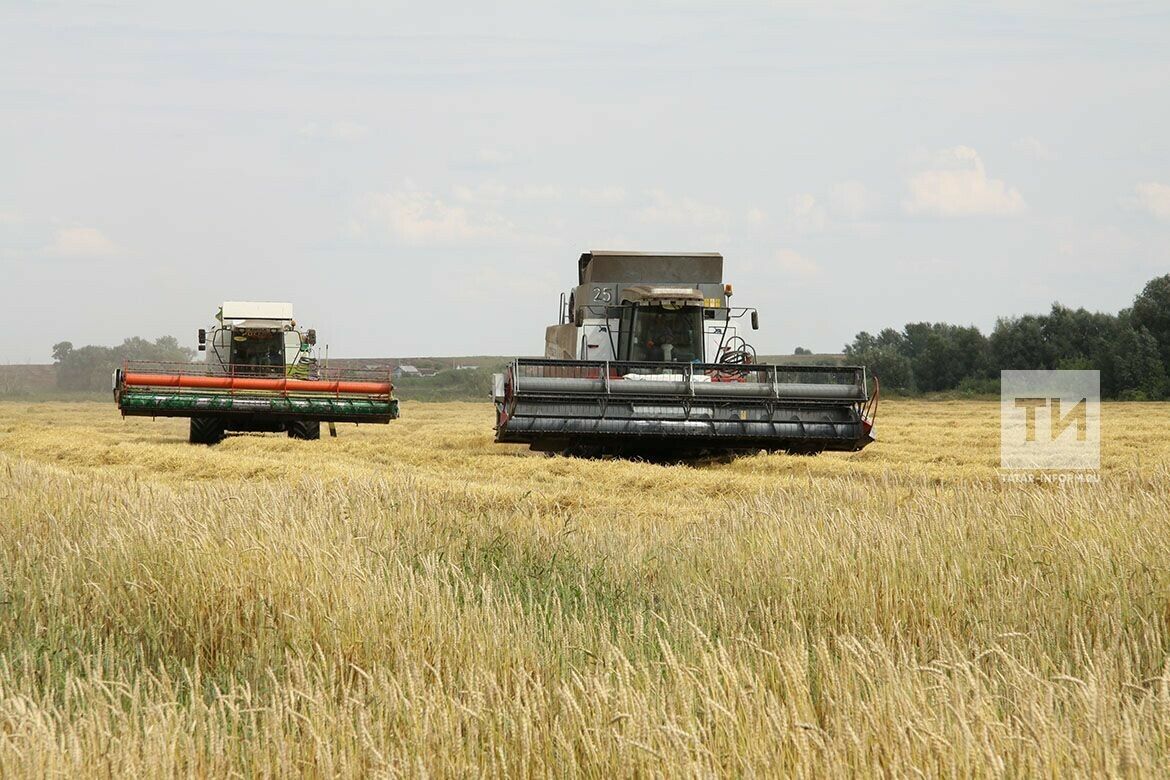 Рөстәм Миңнеханов Мамадышта урып-җыю эшләре барышы белән танышты