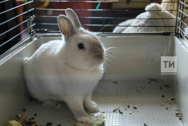 Әлмәт районында хайваннарны тотып карап була торган зоопарк эшли