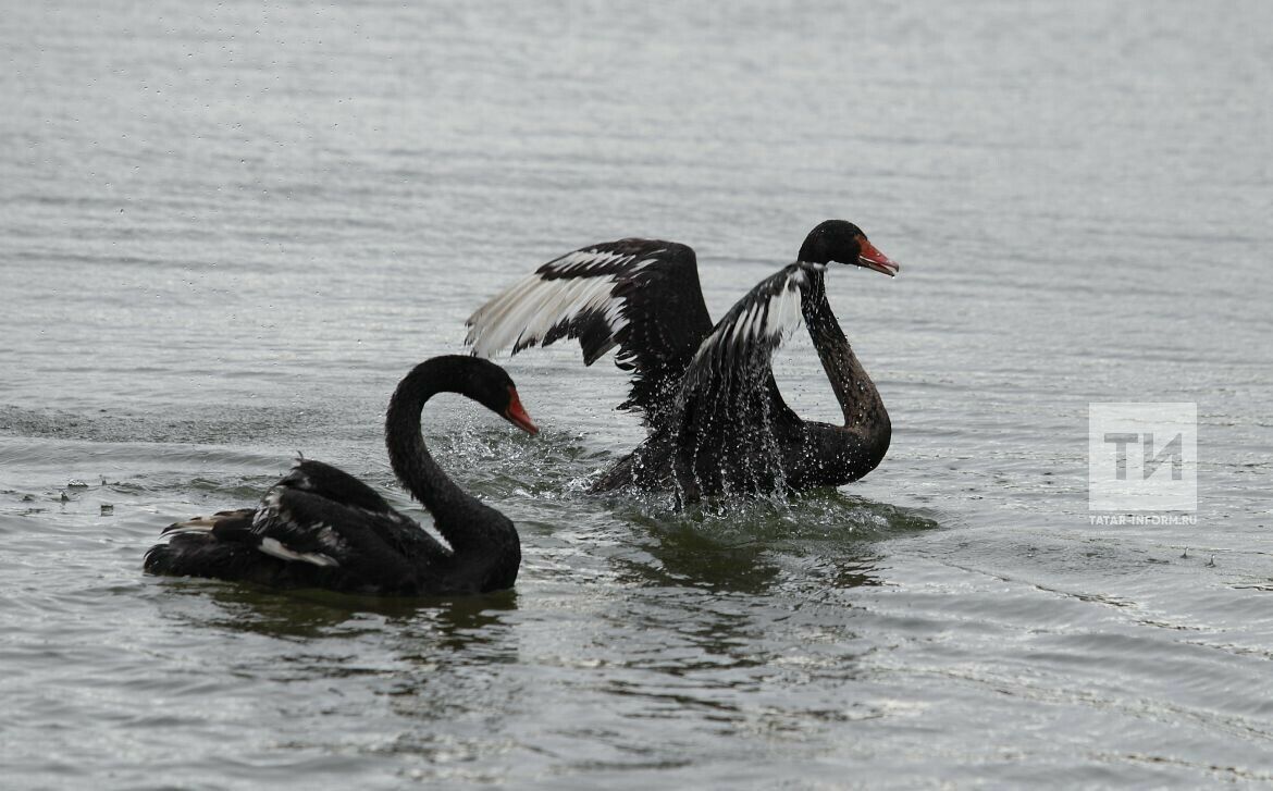 Нефтекама шәһәрендә бер ир-ат суда йөзгән аккошны аткан