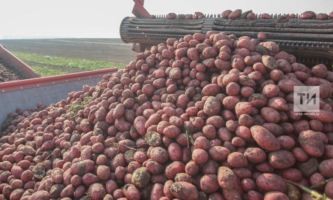 Татарстанда киләсе атнада бәрәңгене алып бетерергә планлаштыралар
