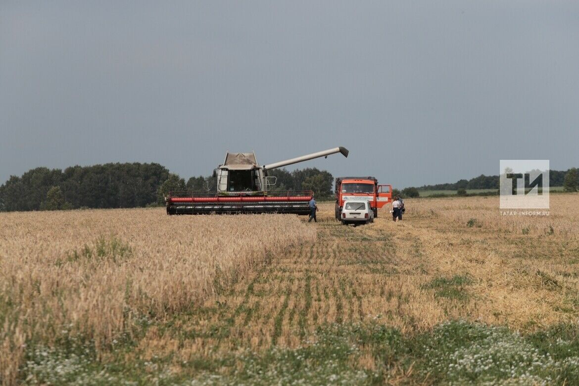 Киров эшмәкәре: Авыл хуҗалыгына ярдәм Татарстан белән чагыштыра торган да түгел 