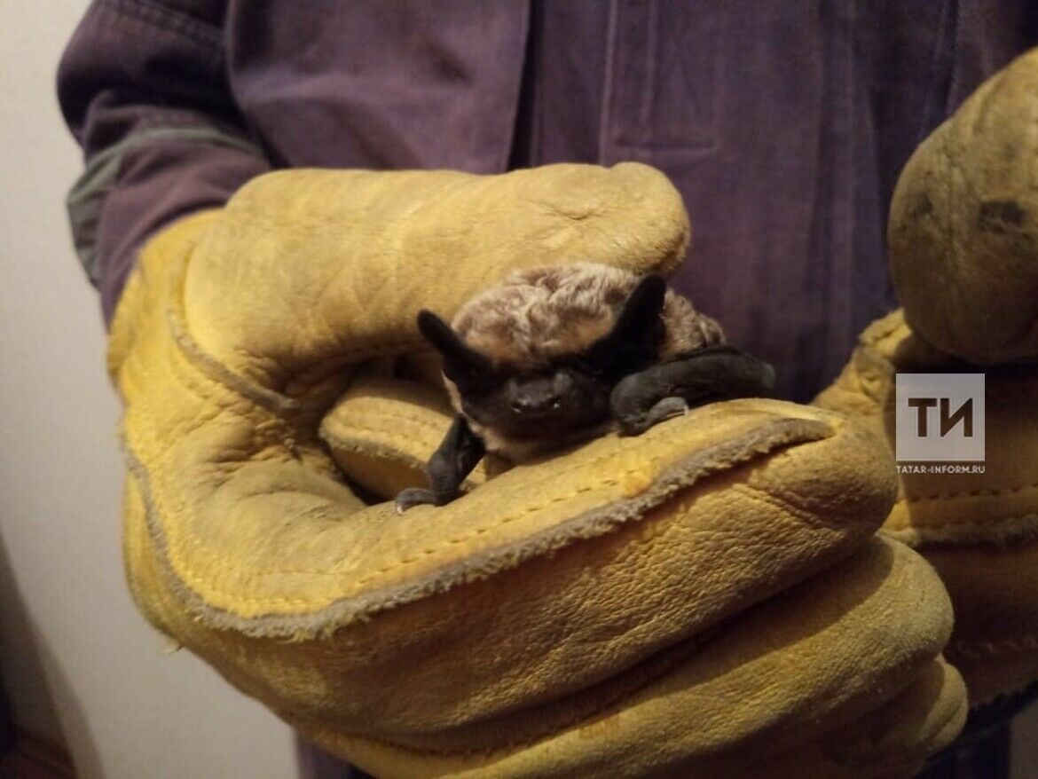 Чаллыда фатирларына ярканат кергән әни белән балага коткаручылар ярдәм иткән