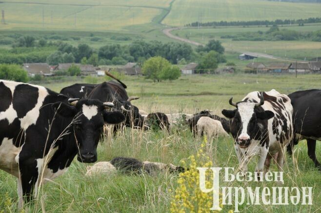 Чирмешән районының Шешминка авылында электр көтүче алганнар