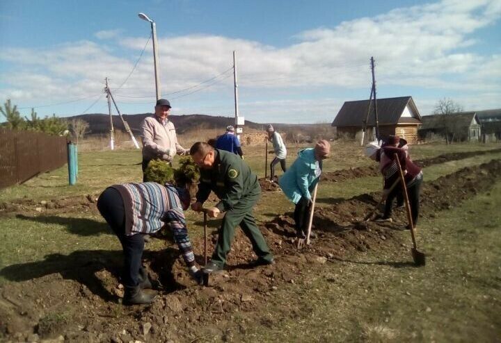 Чирмешән районының Шешминка авылында 2 мең төп нарат утыртканнар