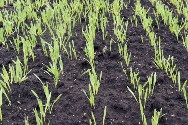 Түбән Камада язгы чәчү 99 процентка төгәлләнгән