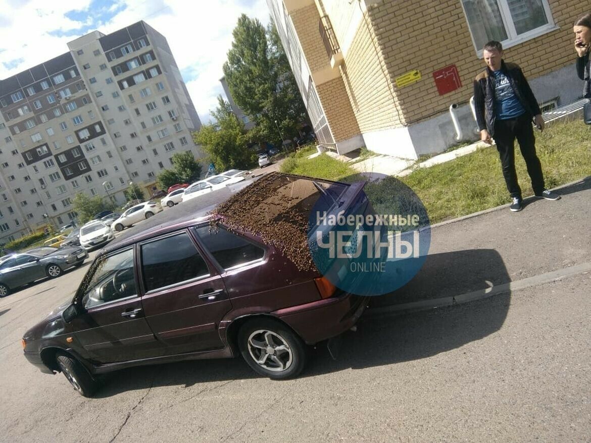 Чаллыда бал кортлары күче җиңел машинага һөҗүм иткән