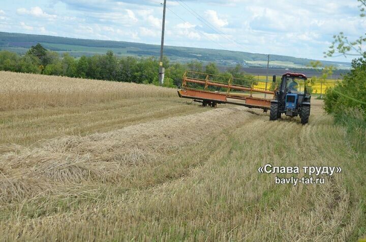 Баулы районы аграрийлары уракка төштеләр