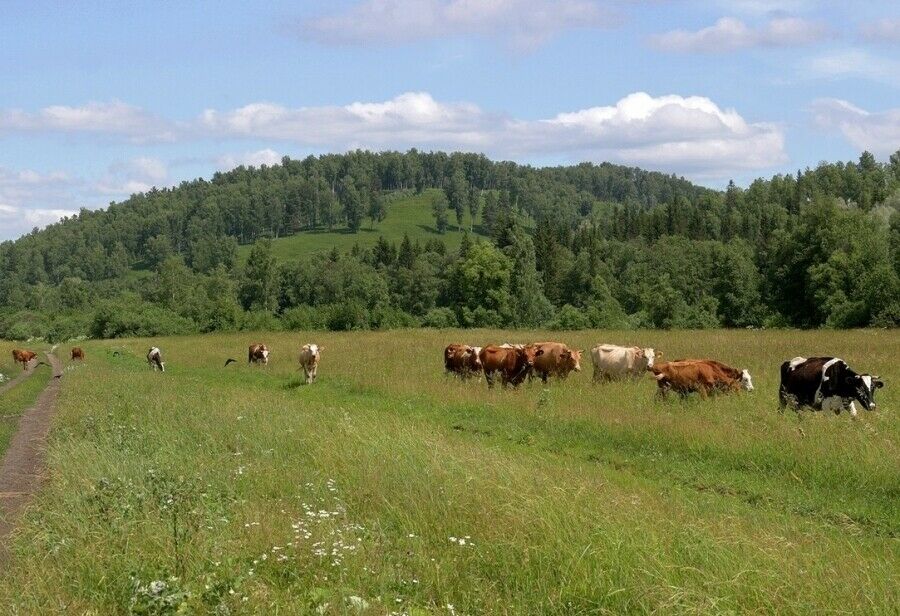 Түбән Камада республика буенча уртача күрсәткечтән 2 литрга артыграк сөт савыла