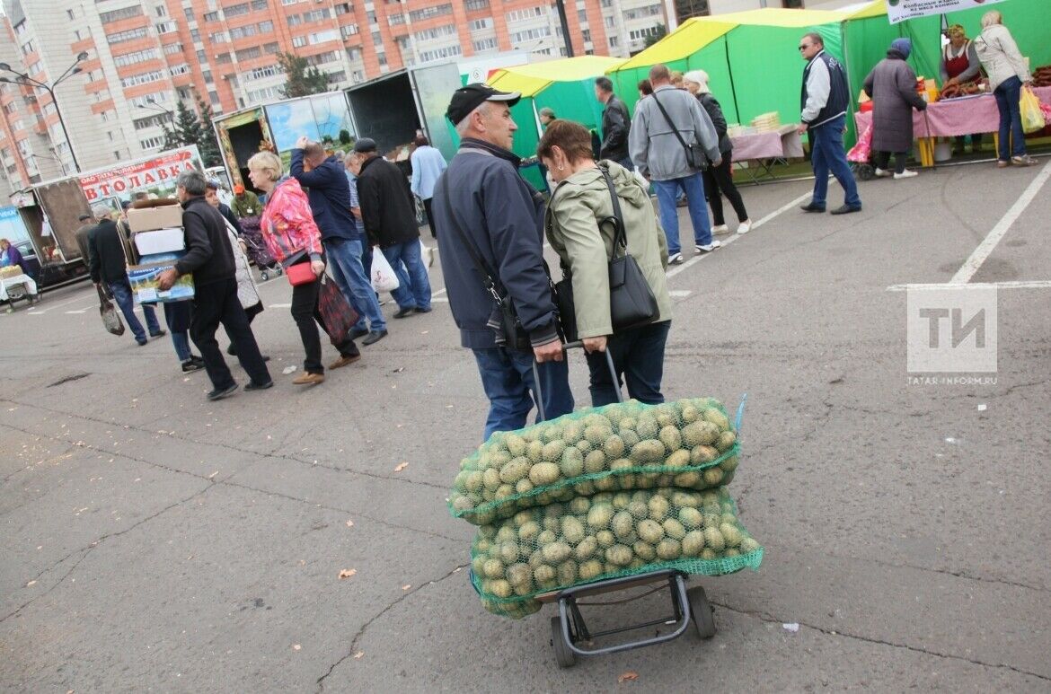 Авыру бәрәңгене авыл хуҗалыгы ярминкәсендә сатуга чыгармыйлар