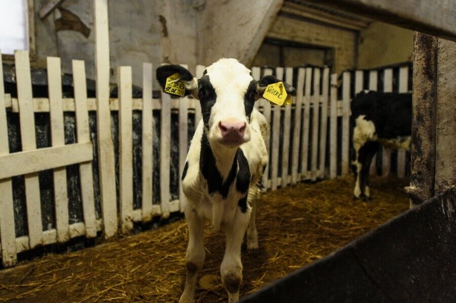 Түбән Кама фермерлары терлек асрауда Dairy Comp системасын куллана
