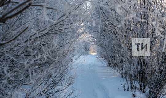 Татарстанда томан һәм 27 градуска кадәр салкын көтелә