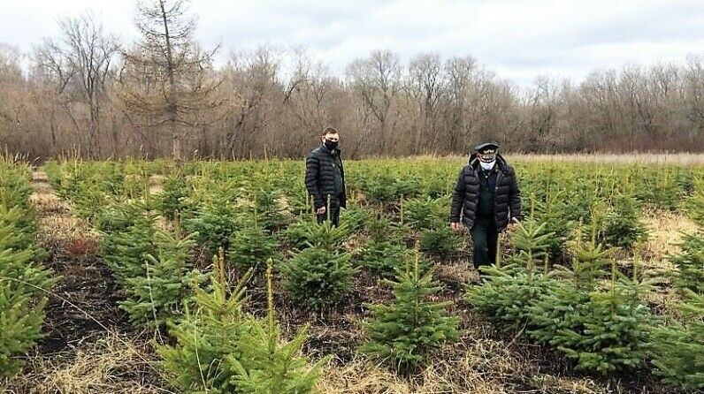 Минзәлә урманчылыгы территориясендә сезонлы эшләр барышы белән таныштылар