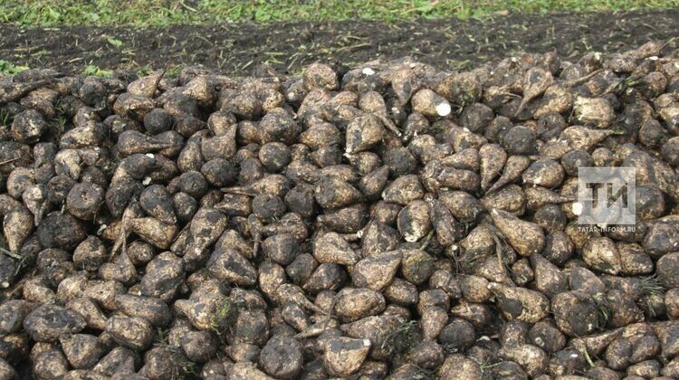 Татарстанда шикәр чөгендере мәйданнары 25 процентка кими