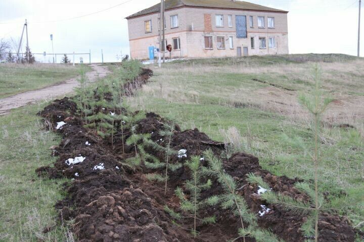 Ютазы районы Димтамак авылы халкы агач утырту өмәсен башлады