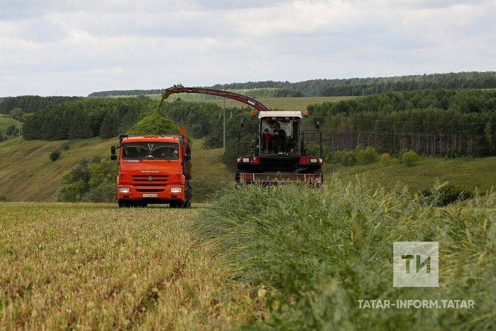 Татарстан авыл хуҗалыгы җитештерүчеләре терлек азыгын өч чабымда алырга җыена