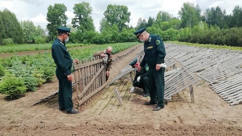 Белгеч Алабуга урманчылыгында үткәрелгән урман торгызу эшләренең сыйфатын бәяләде