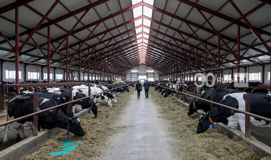 Марат Җәббаров: Хайваннарга паспорт ясау ферма процесслары белән идарәдә файдалы 