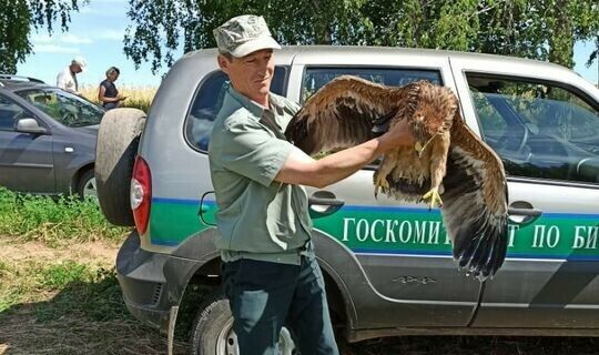 Арча районында оядан егылып төшкән бөркет балаларын яңа ояларга урнаштырганнар