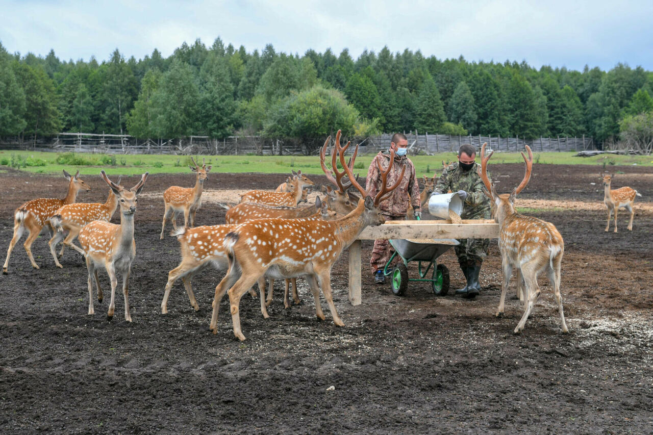 Рөстәм Миңнеханов Шомбыт тыюлыгында тимгелле боланнар фермасын карады
