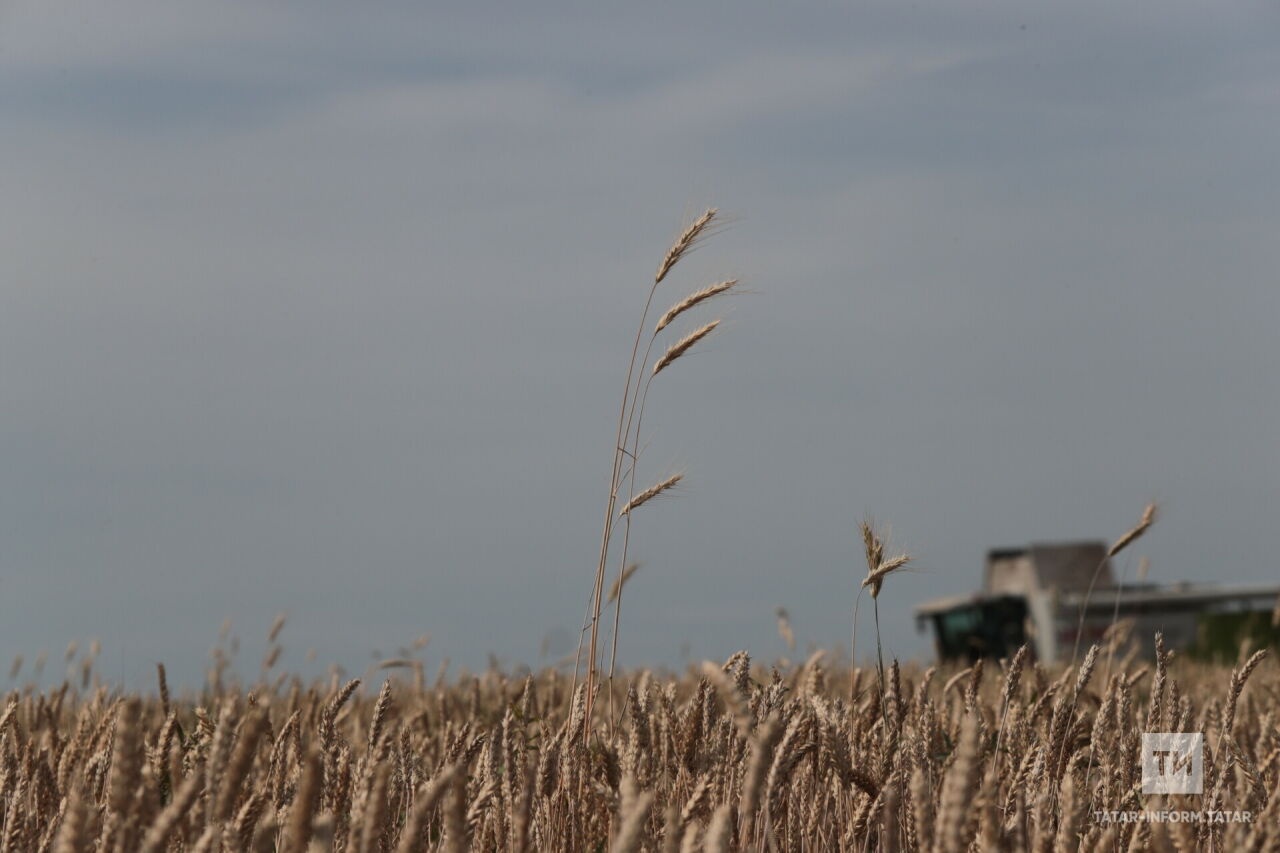 Игенчеләргә урып-җыю барышында янгын китереп чыгармау өчен киңәш бирделәр