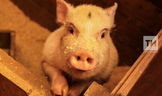 Әлмәт һәм Зәй районнарында кабаннарда дуңгыз чумасының тагын ике очрагы ачыкланган