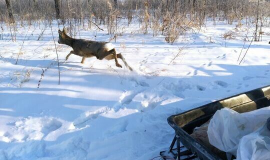 Чистайда яшәүчеләр яралы кыр кәҗәсен коткарган