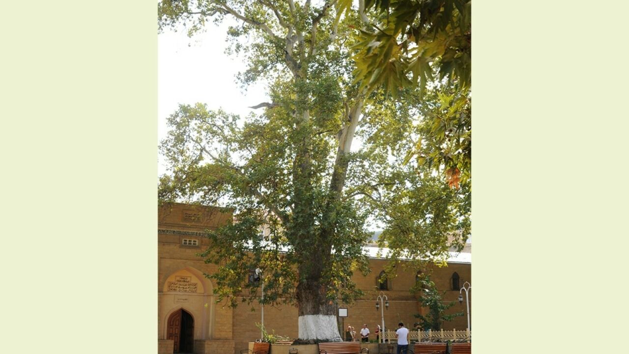 Россия агачы «Европаның ел агачы-2021» халыкара конкурсында өченче урын алган