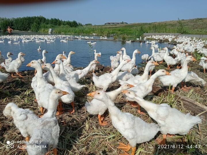 Әлки районының яшь фермеры 3 мең баш каз бәбкәсе сатып алган