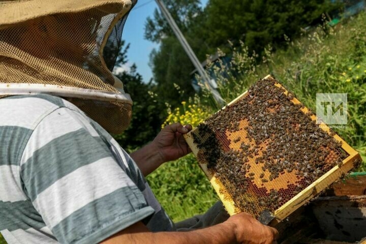 Алабугада яшәүчеләргә умарта кортлары очуын 29 июльгә кадәр чикләргә киңәш итәләр