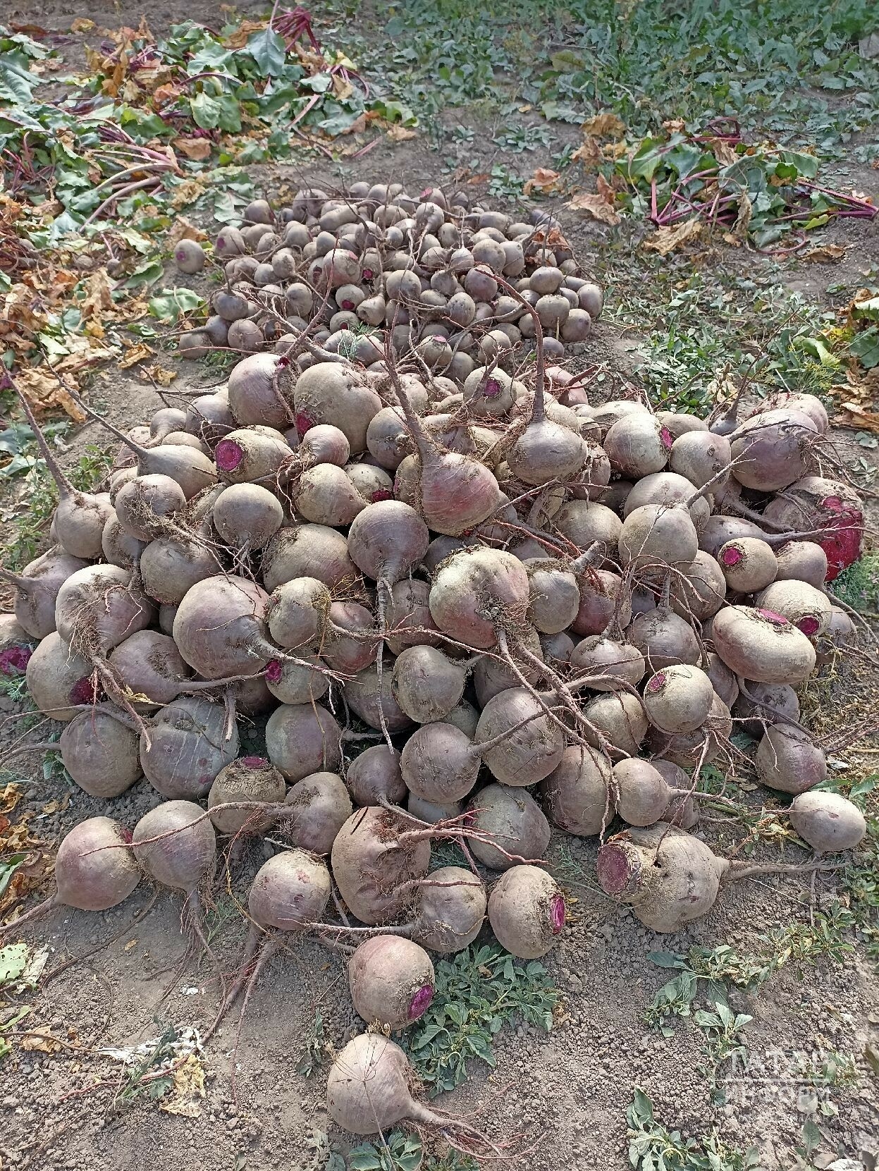 Түбән Кама бакчачылары уңышларын хәрбиләргә коры аш ясау өчен тапшыра ала