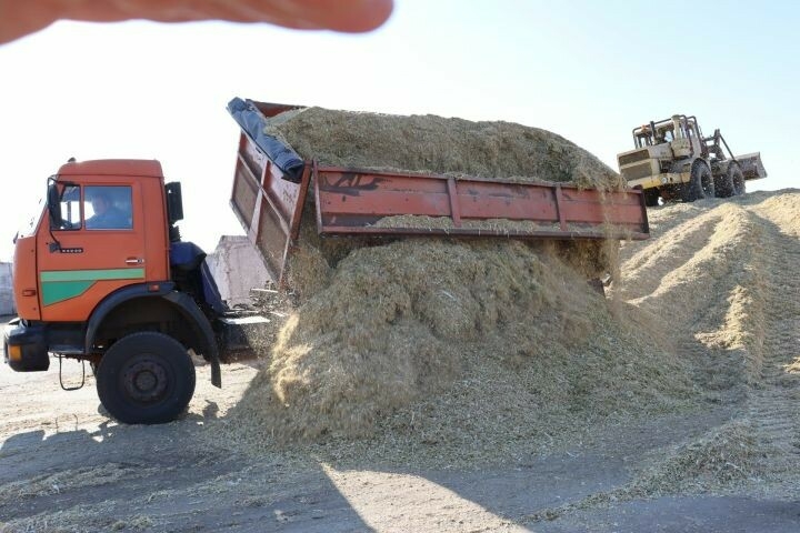 Әлки районы механизаторлары кукуруздан силос салу эшләрен төгәлләде