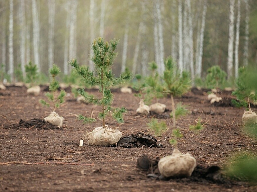 Түбән Каманың «Гаилә» паркында 800 эрбет агачы утыртылды