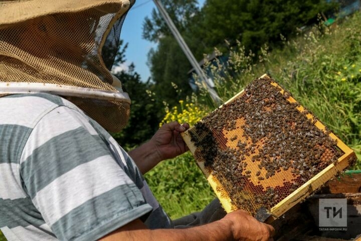 Балык Бистәсе районында умартачы паспорты турында сөйләштеләр